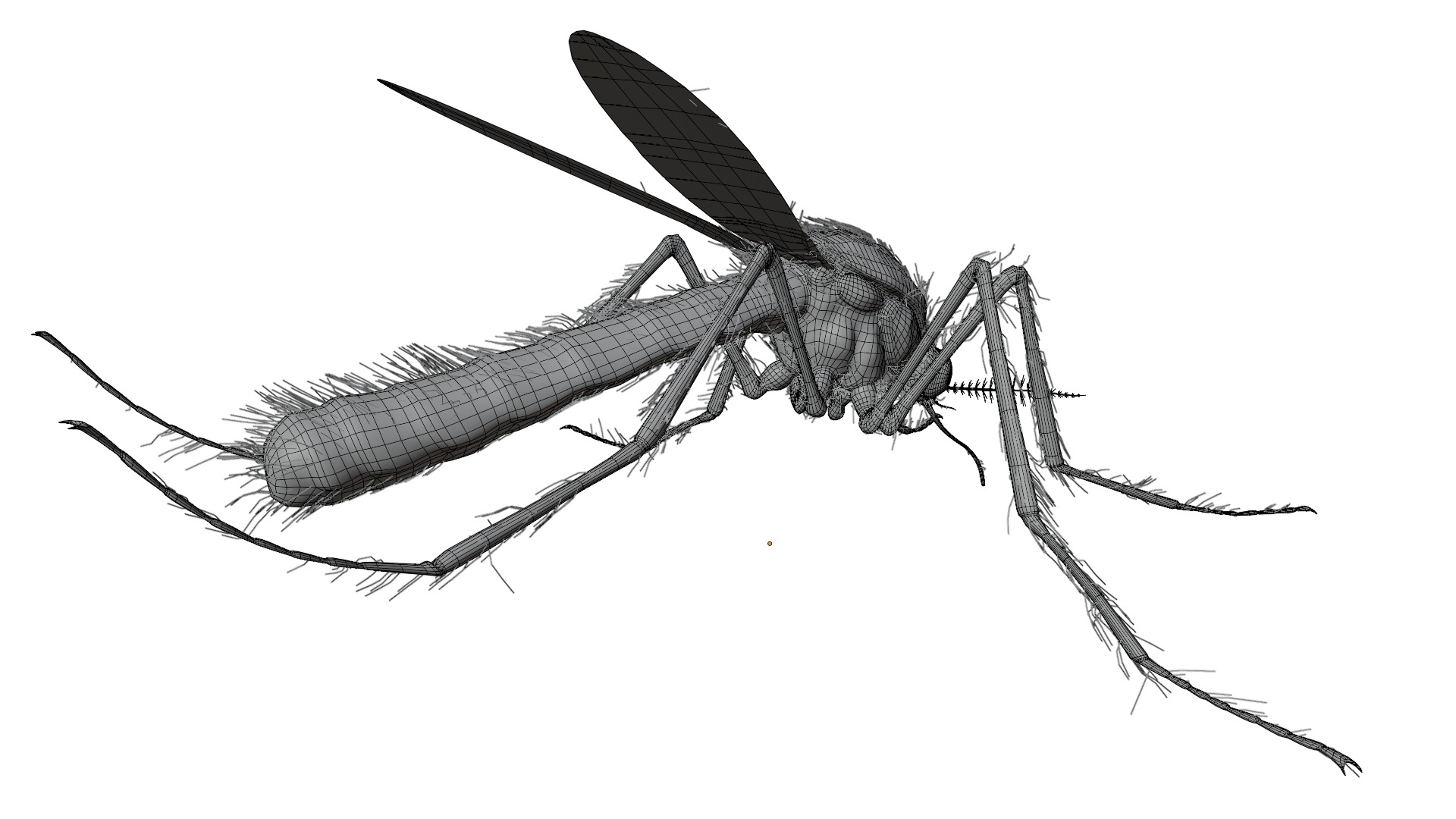 Mosquito 3D model_13
