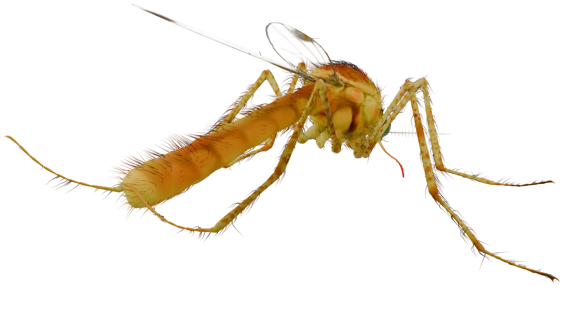 Mosquito 3D model_4