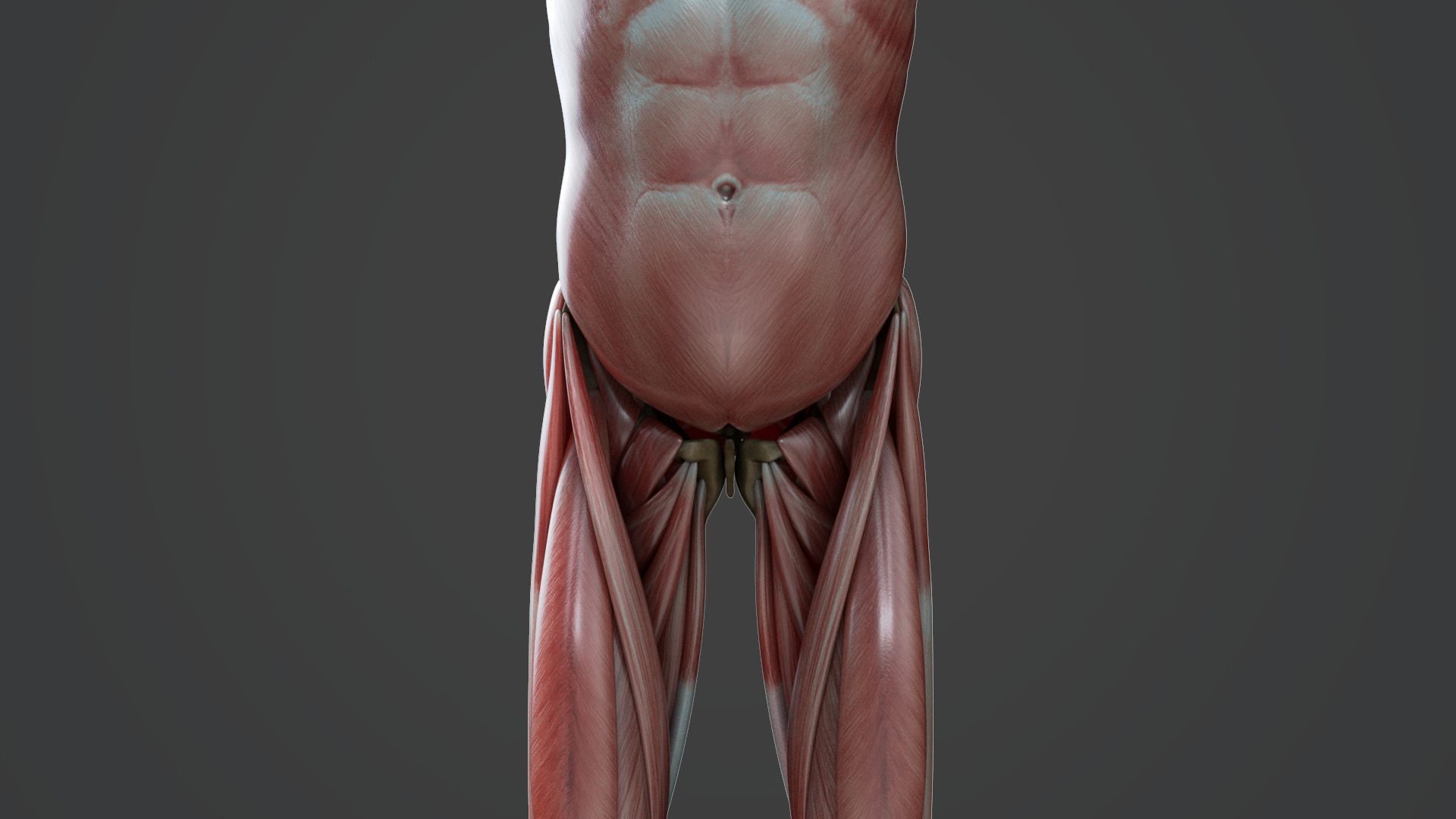 Muscular system 3D model_8