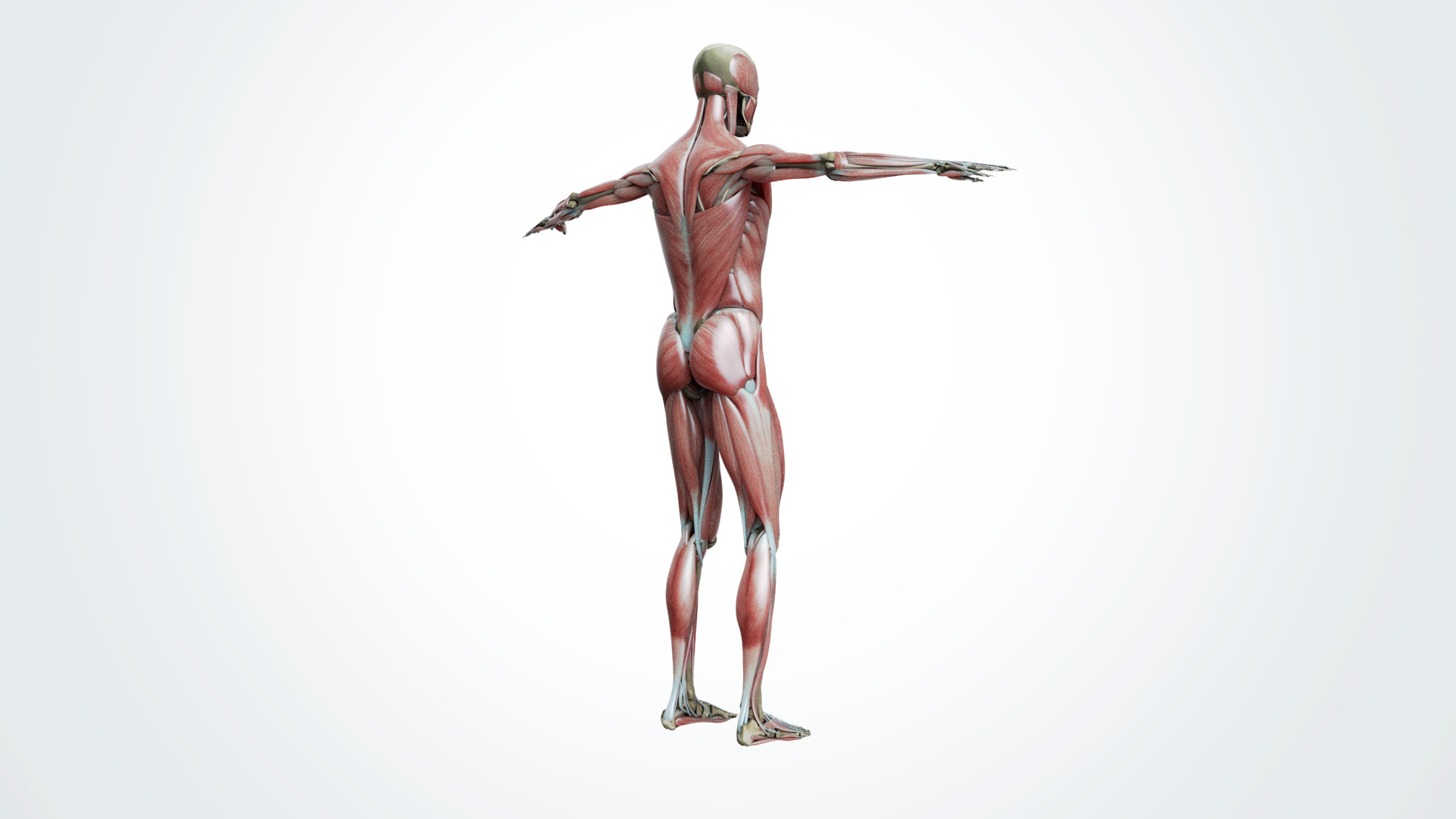 Muscular system 3D model_3