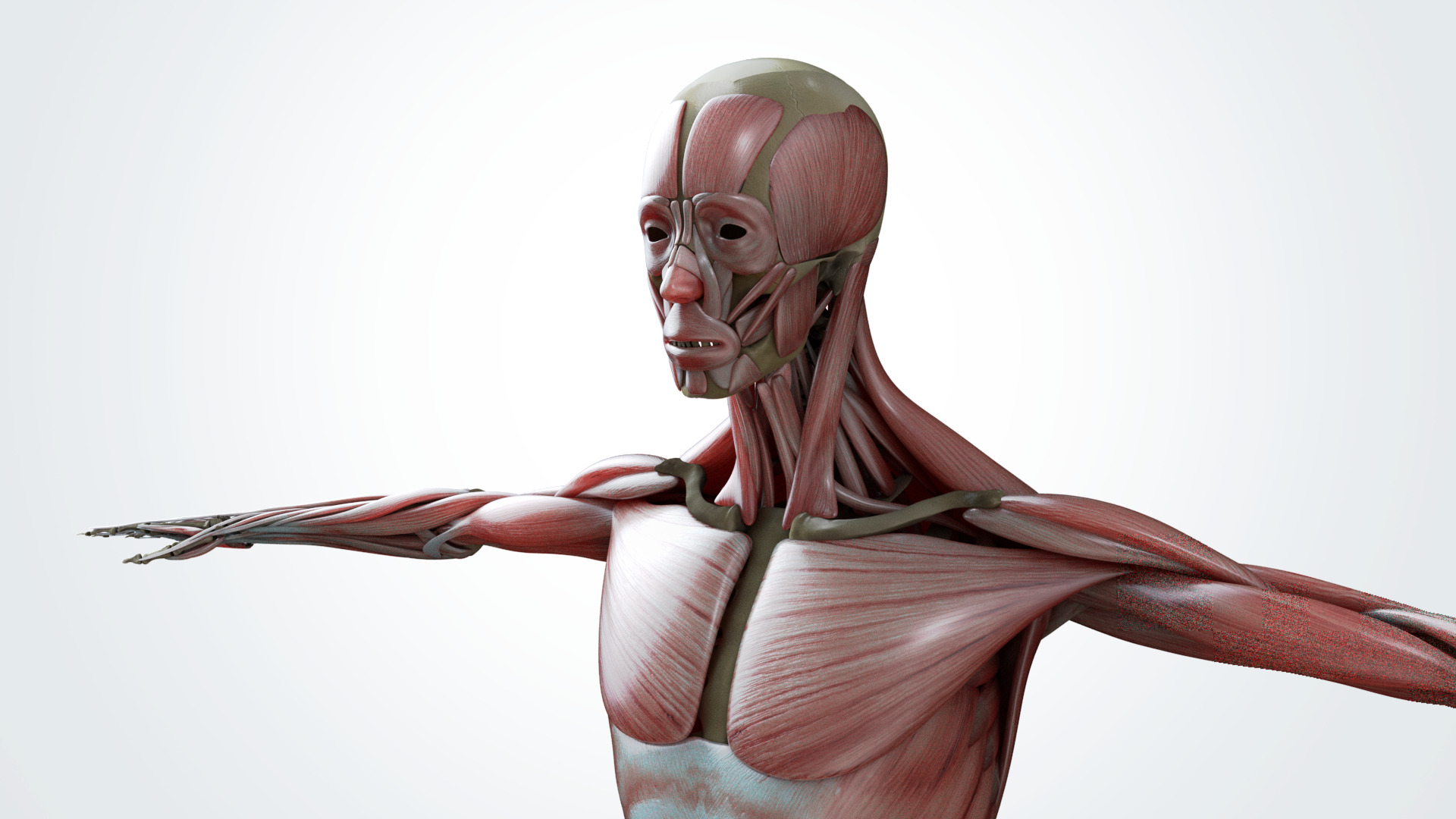 Muscular system 3D model_7