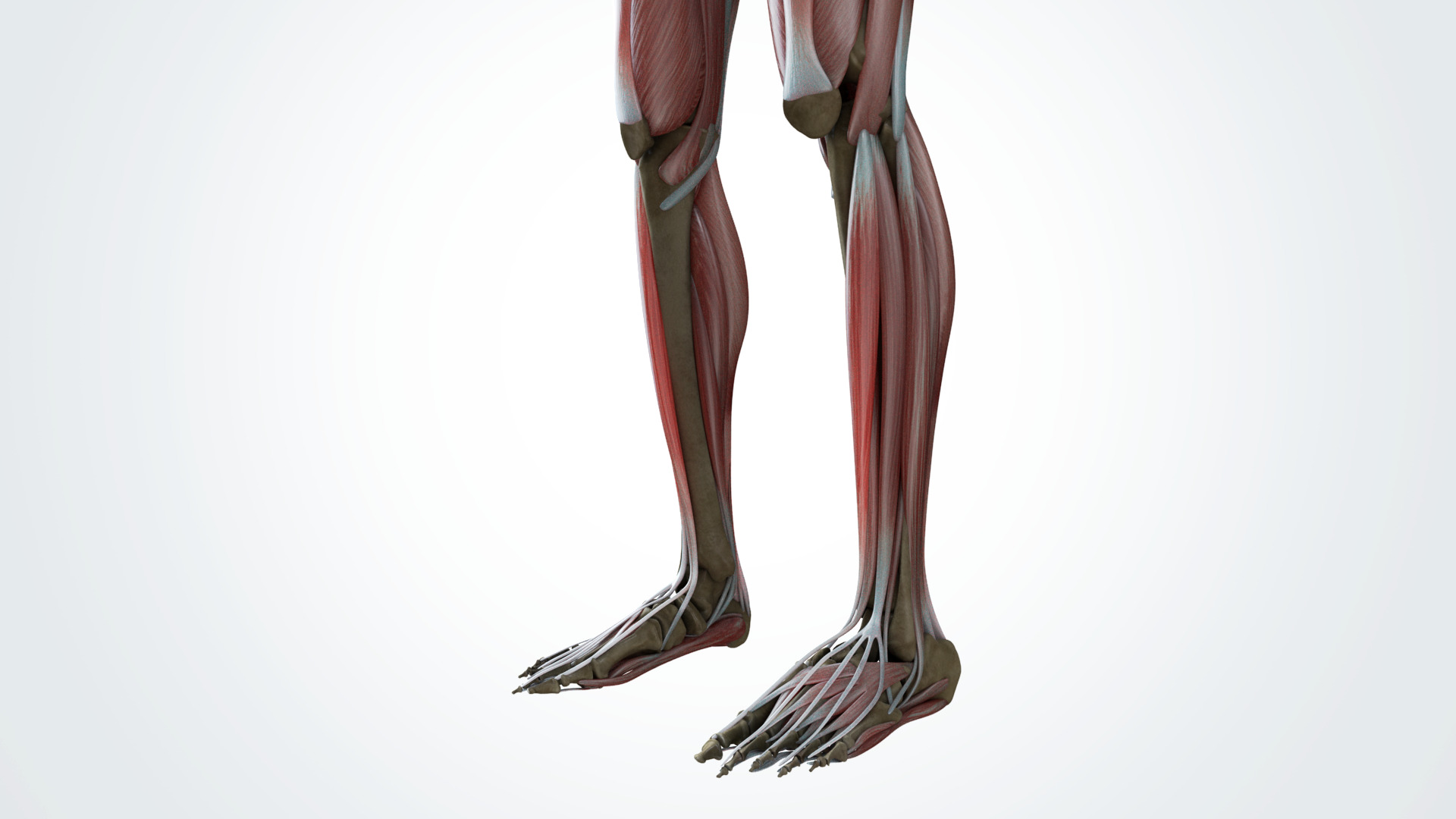 Muscular system 3D model_11