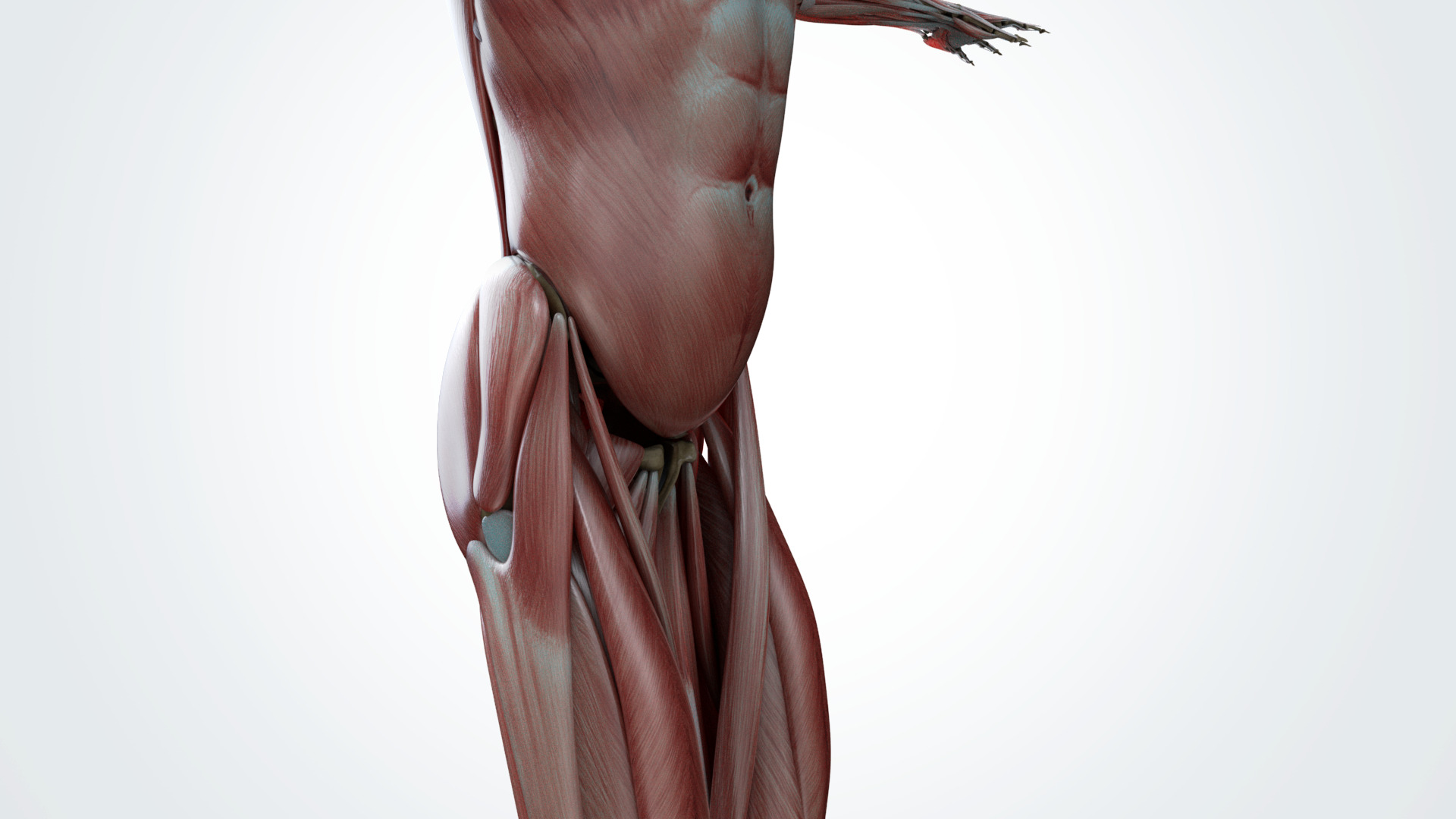 Muscular system 3D model_10