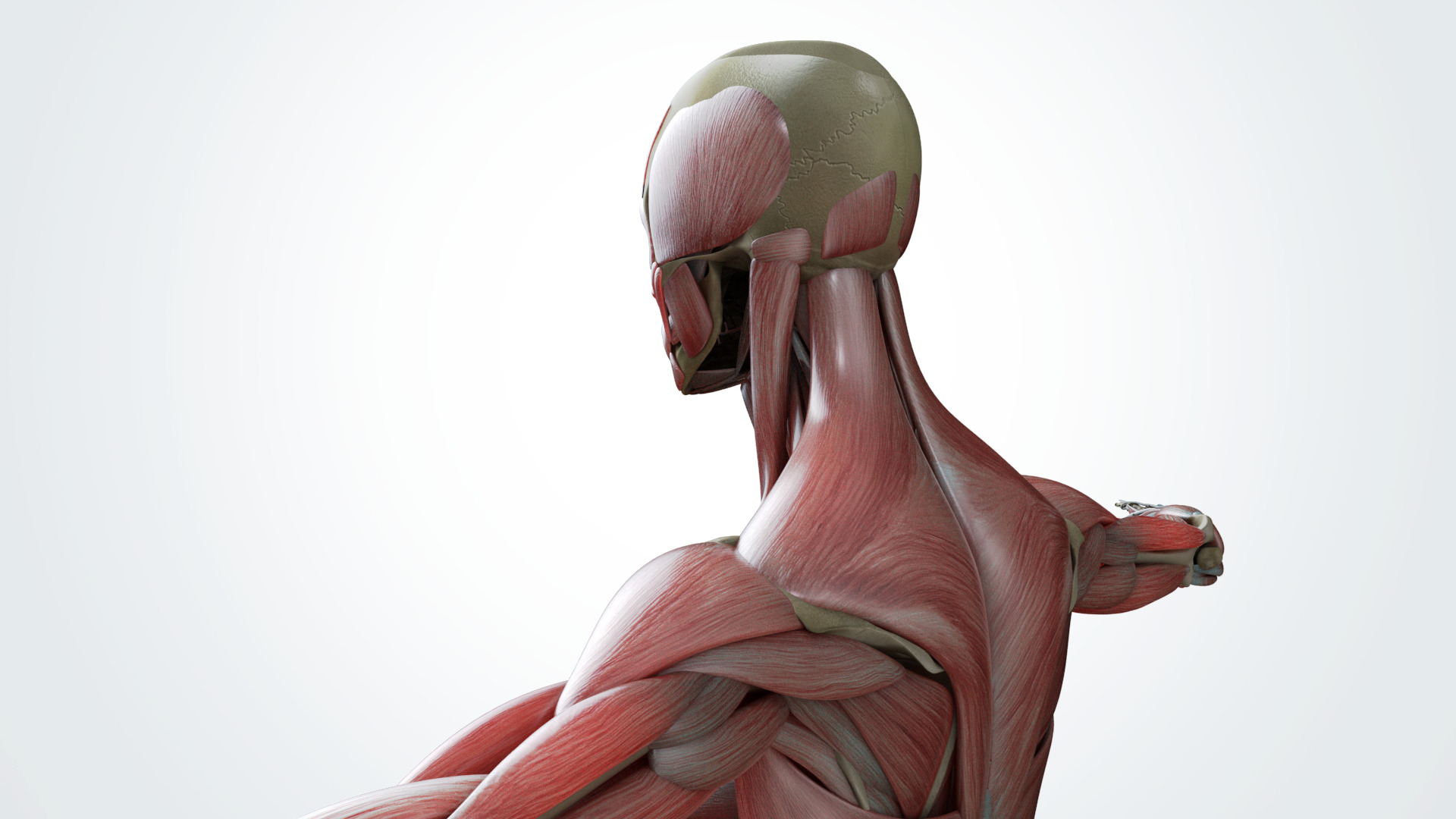 Muscular system 3D model_5