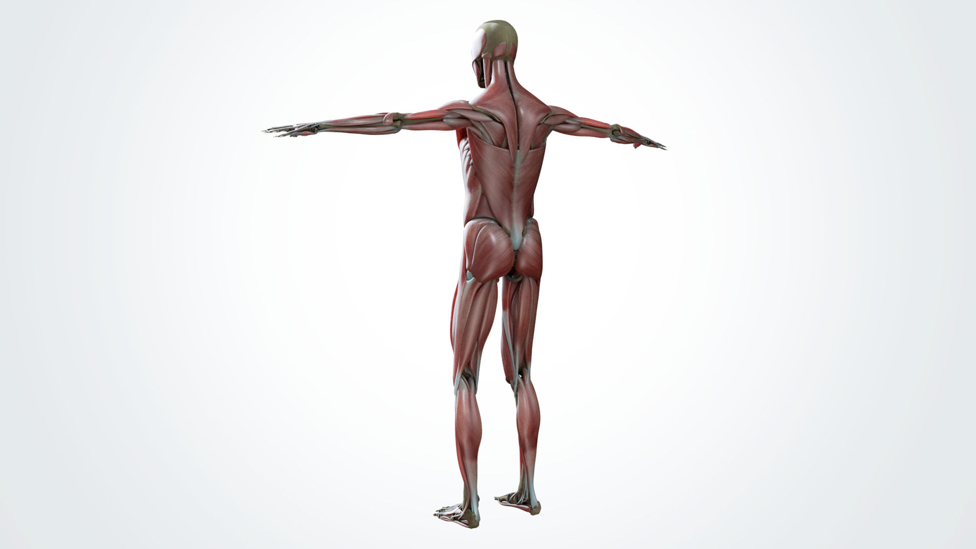 Muscular system 3D model_1