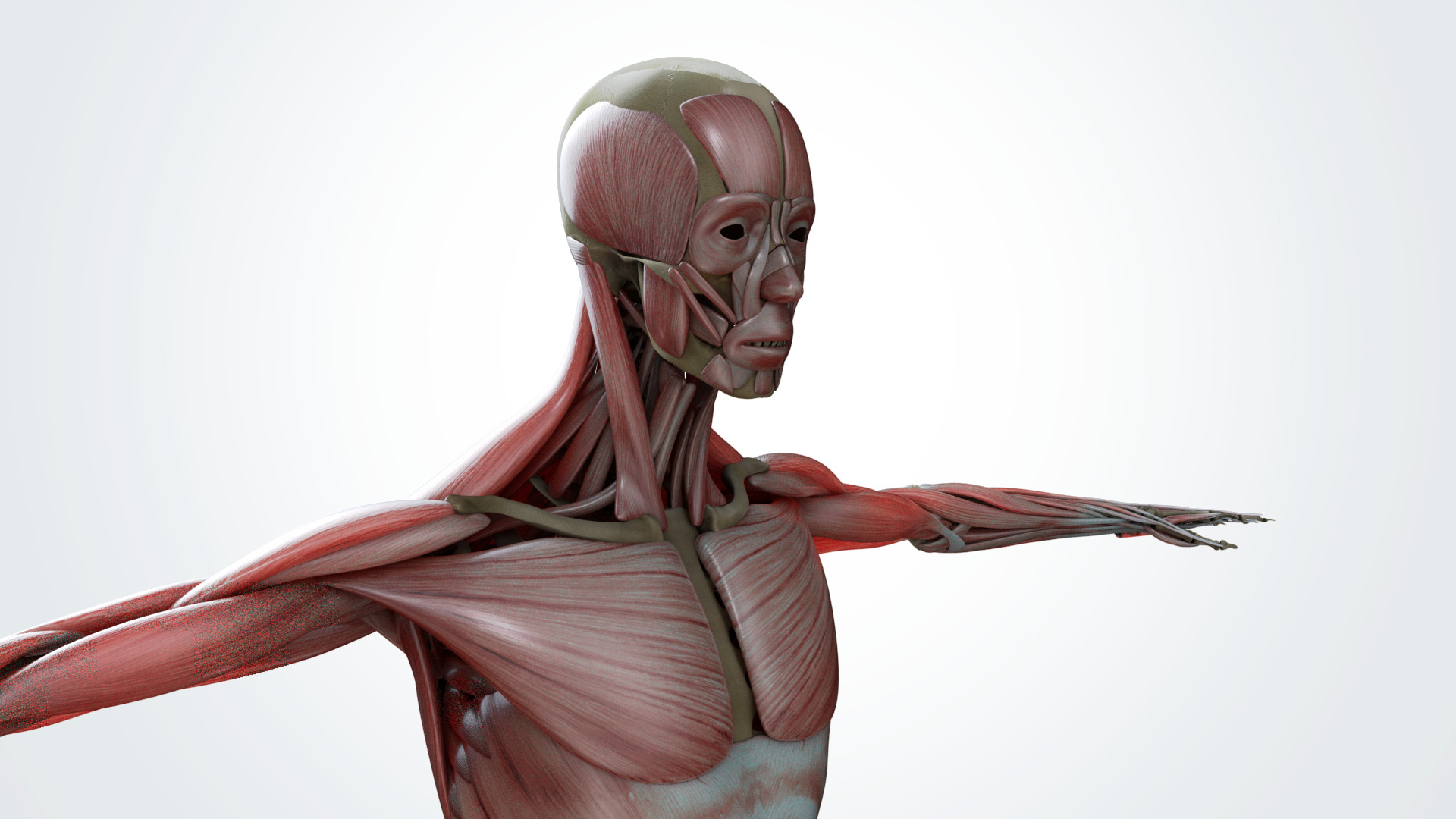 Muscular system 3D model_6