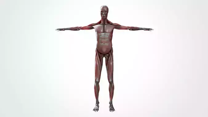 Muscular system