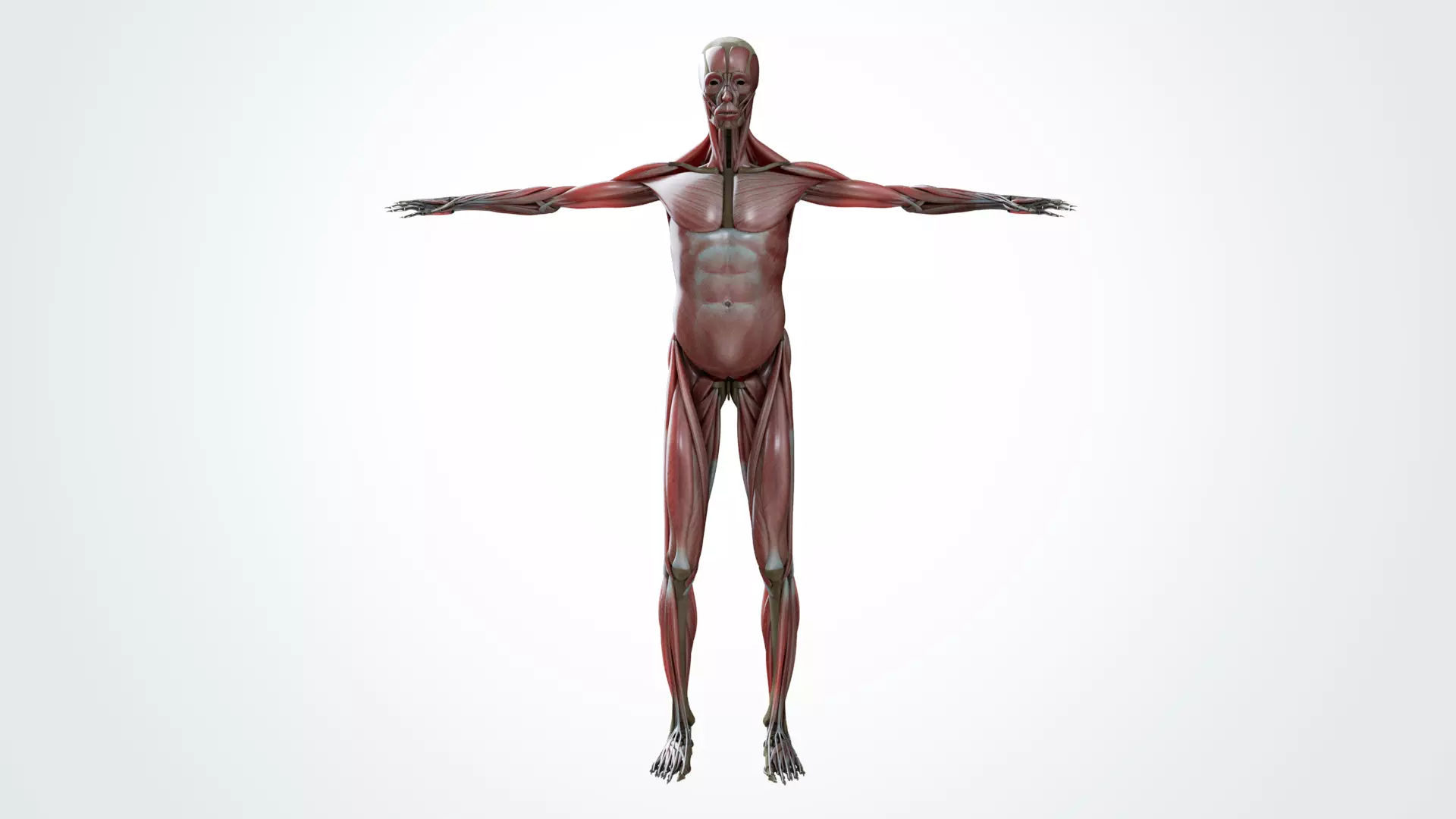 Muscular system 3D model_0