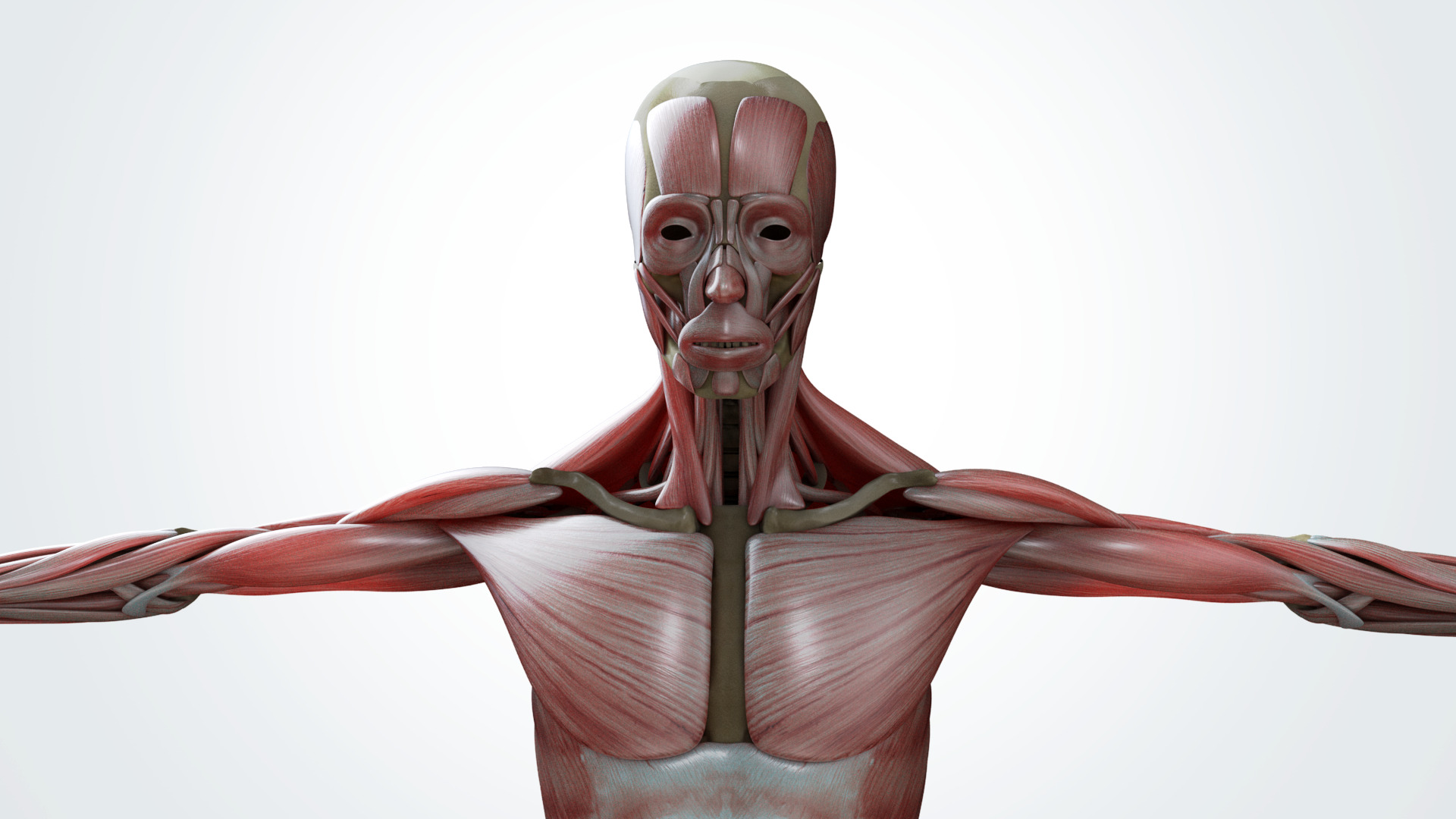 Muscular system 3D model_4