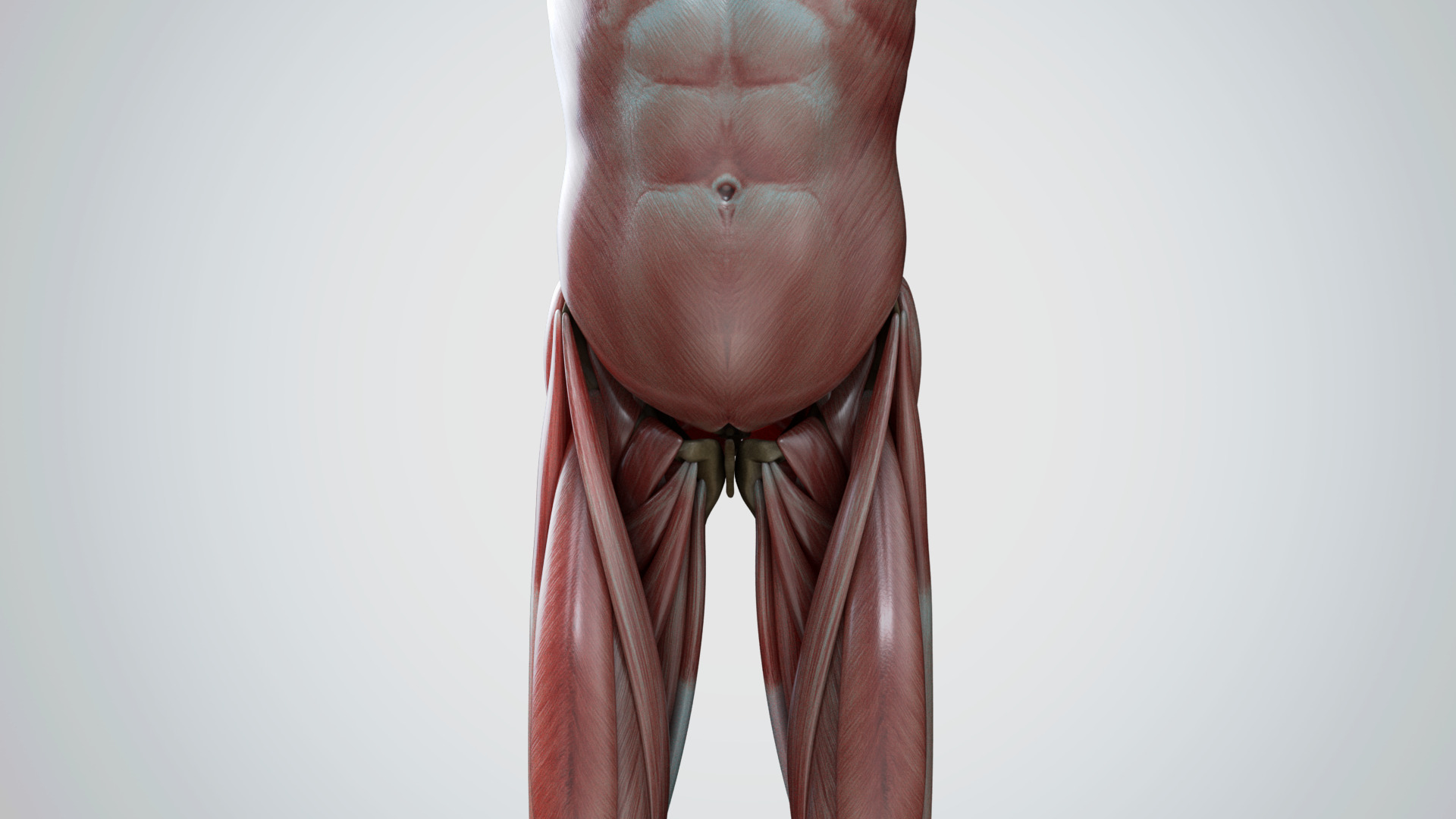 Muscular system 3D model_9