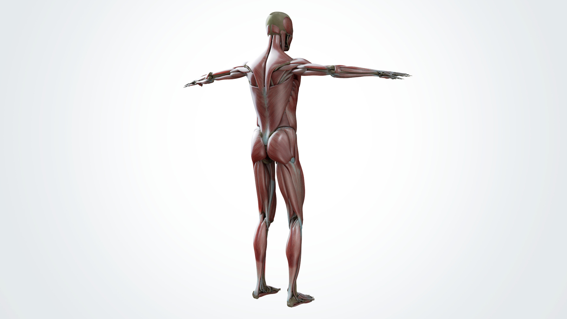 Muscular system 3D model_2