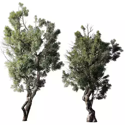 Old Olive Tree Set 09