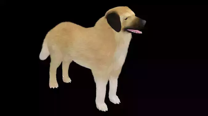 rigged kangal dog 