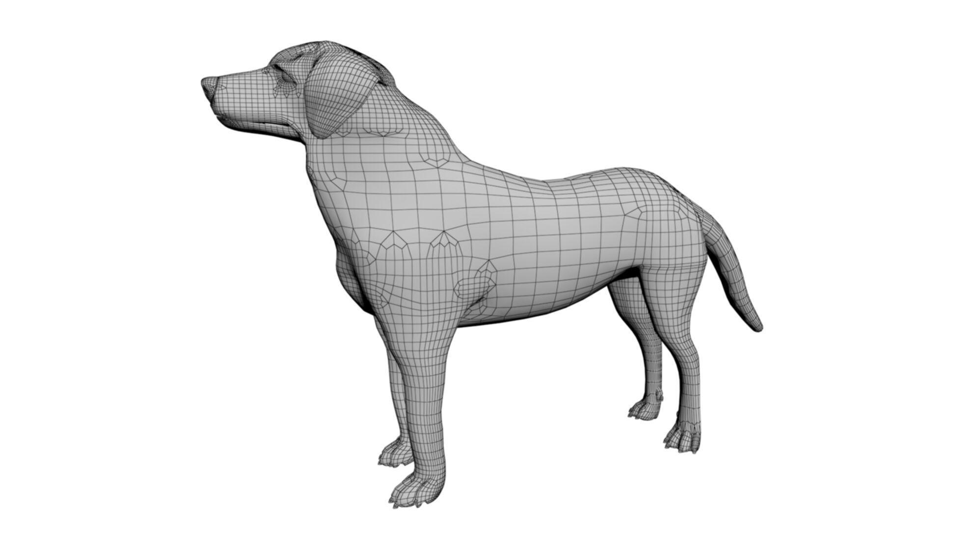 rigged akbash shepherd dog 3D model_7