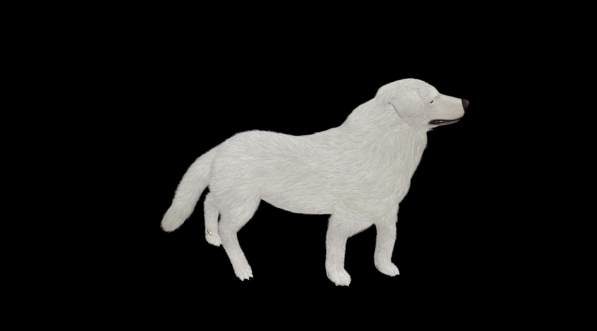 rigged akbash shepherd dog 3D model_4