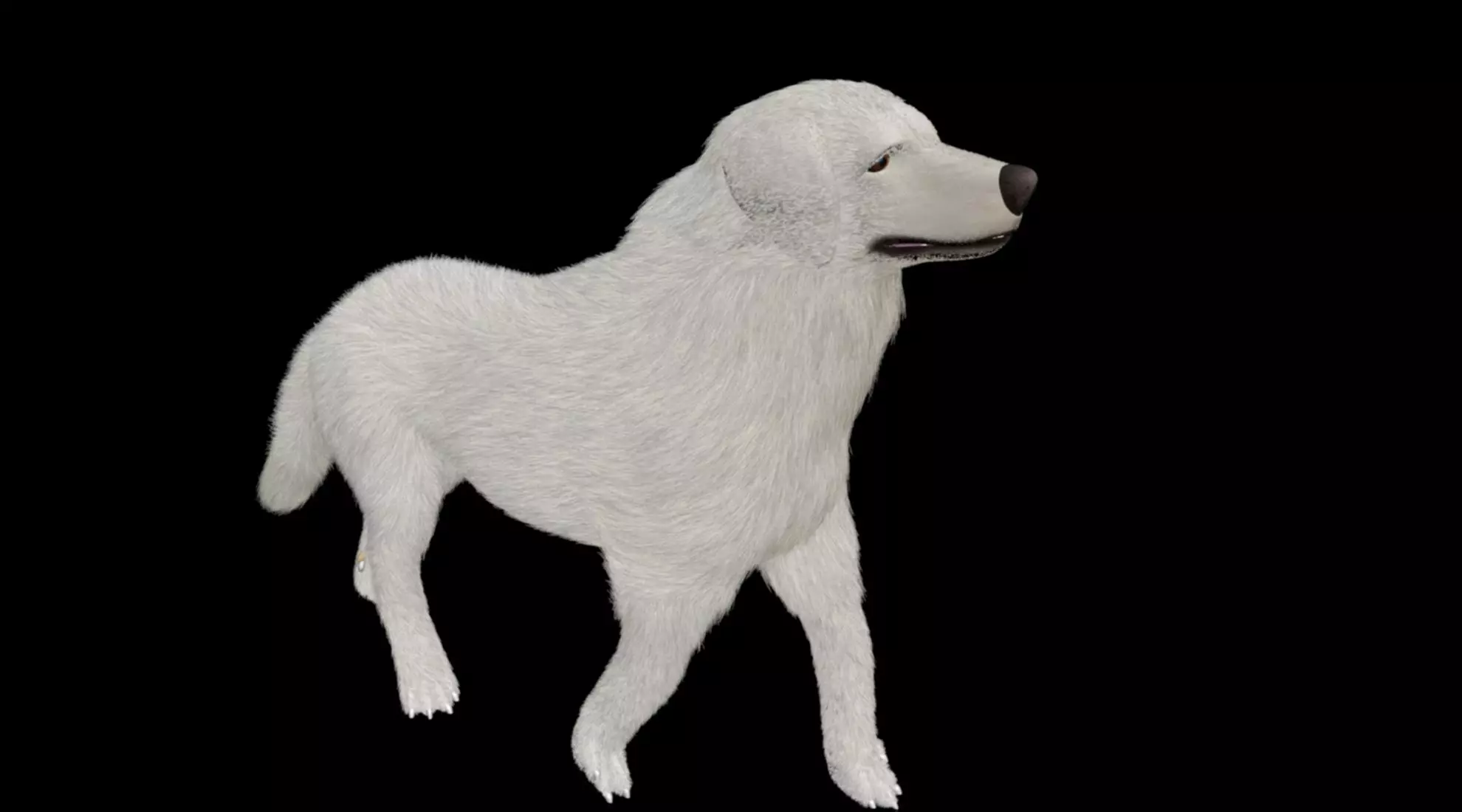 rigged akbash shepherd dog 3D model_0