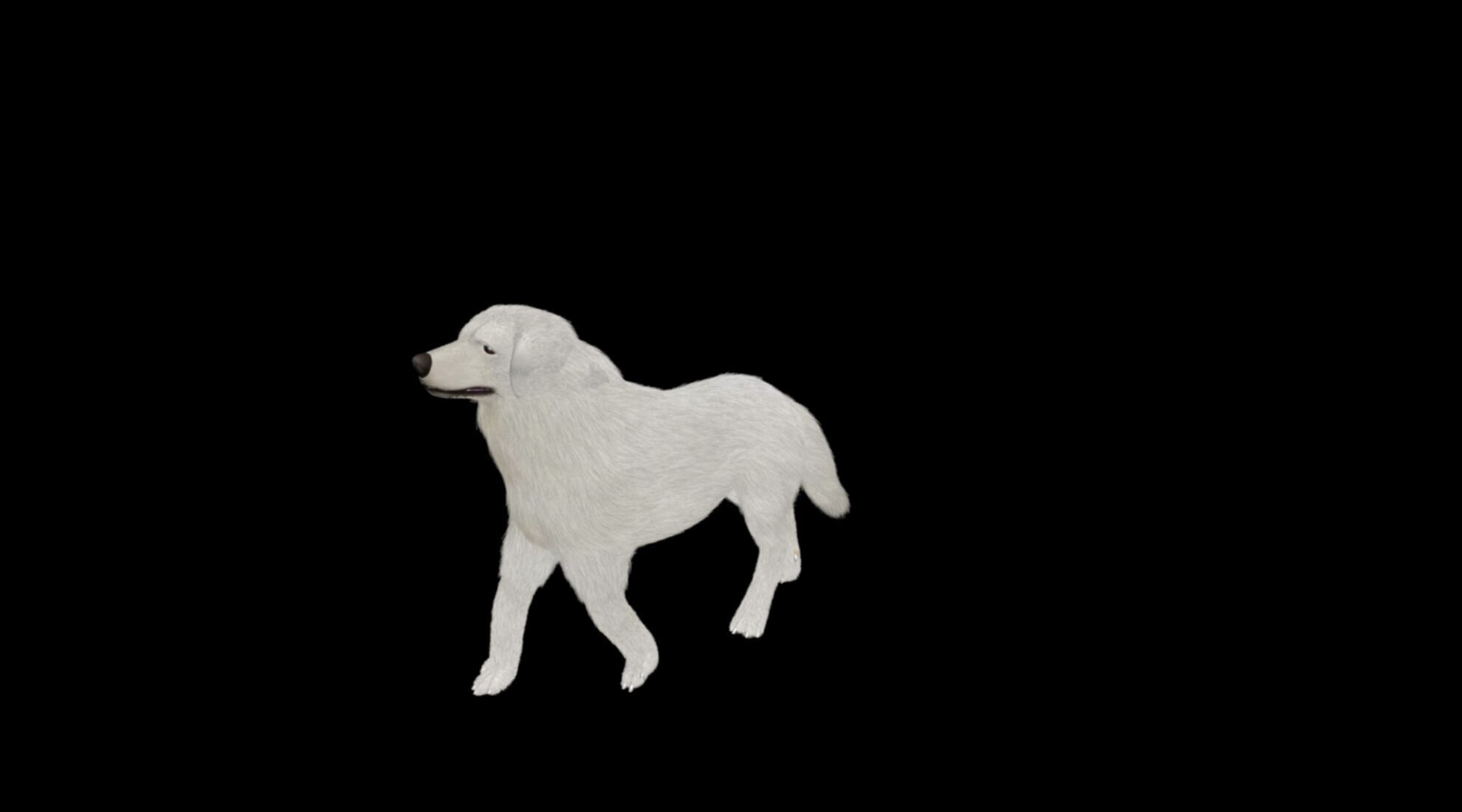 rigged akbash shepherd dog 3D model_5
