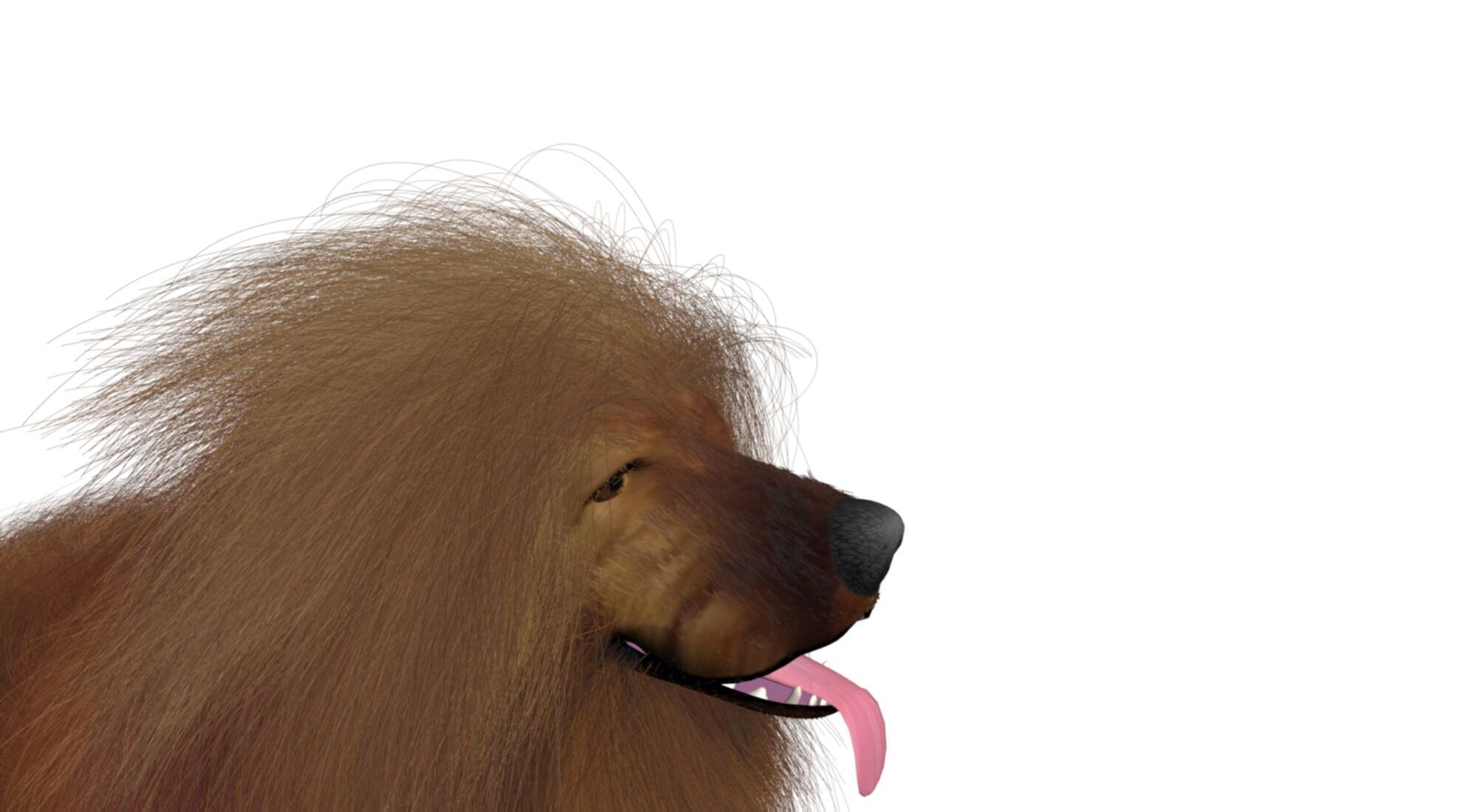 Mastiff tibetdogge  dog 3D model_4