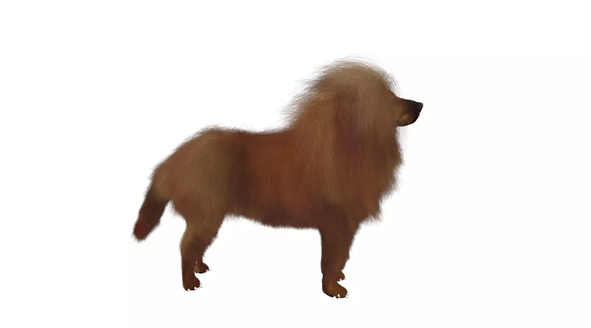 Mastiff tibetdogge  dog 3D model_0