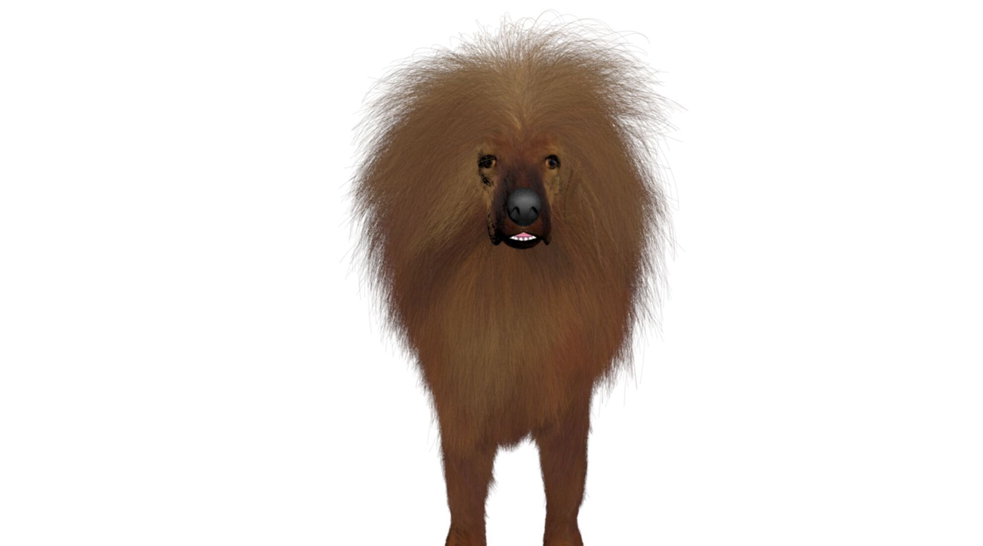 Mastiff tibetdogge  dog 3D model_2