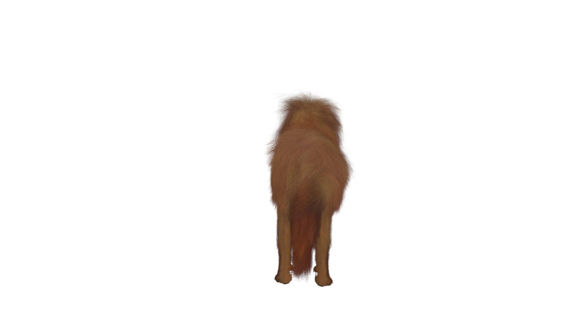 Mastiff tibetdogge  dog 3D model_6