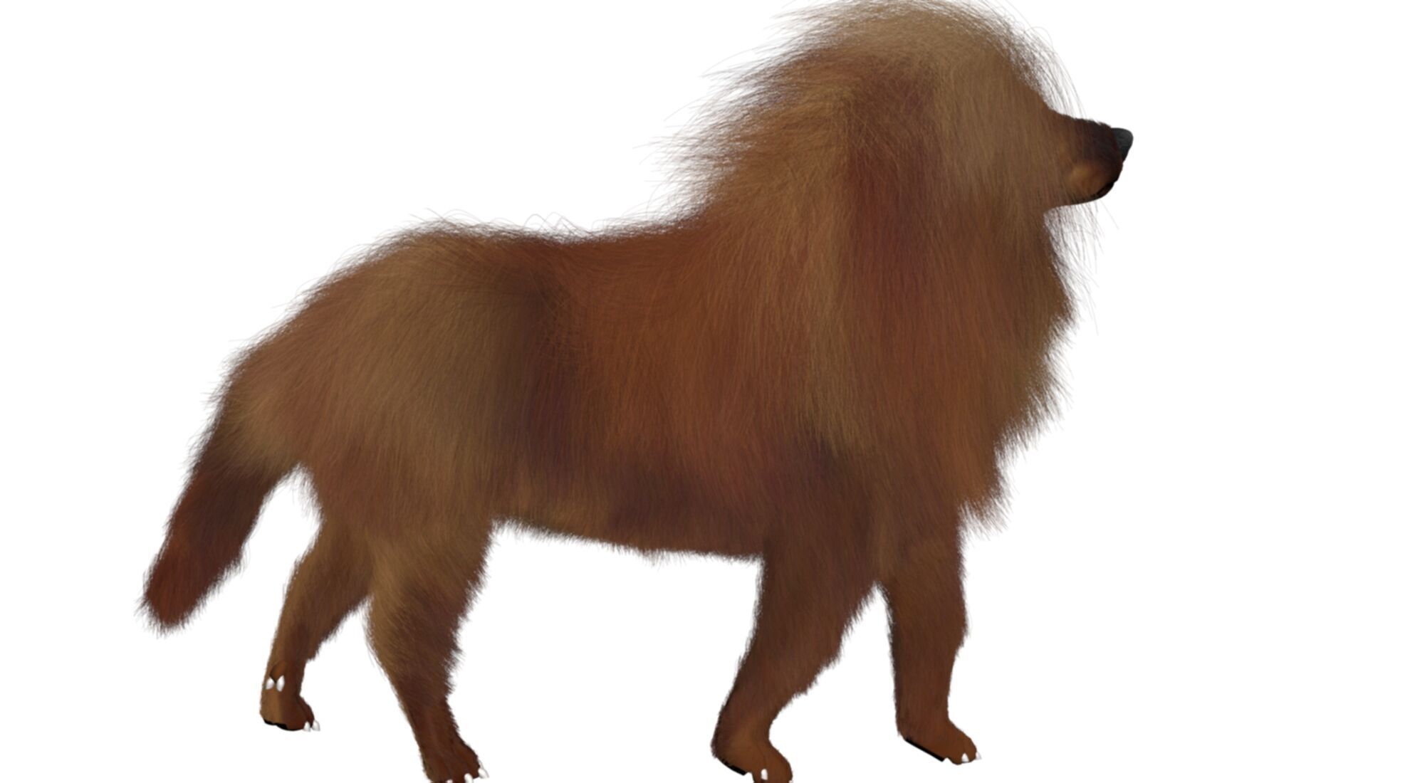 Mastiff tibetdogge  dog 3D model_1