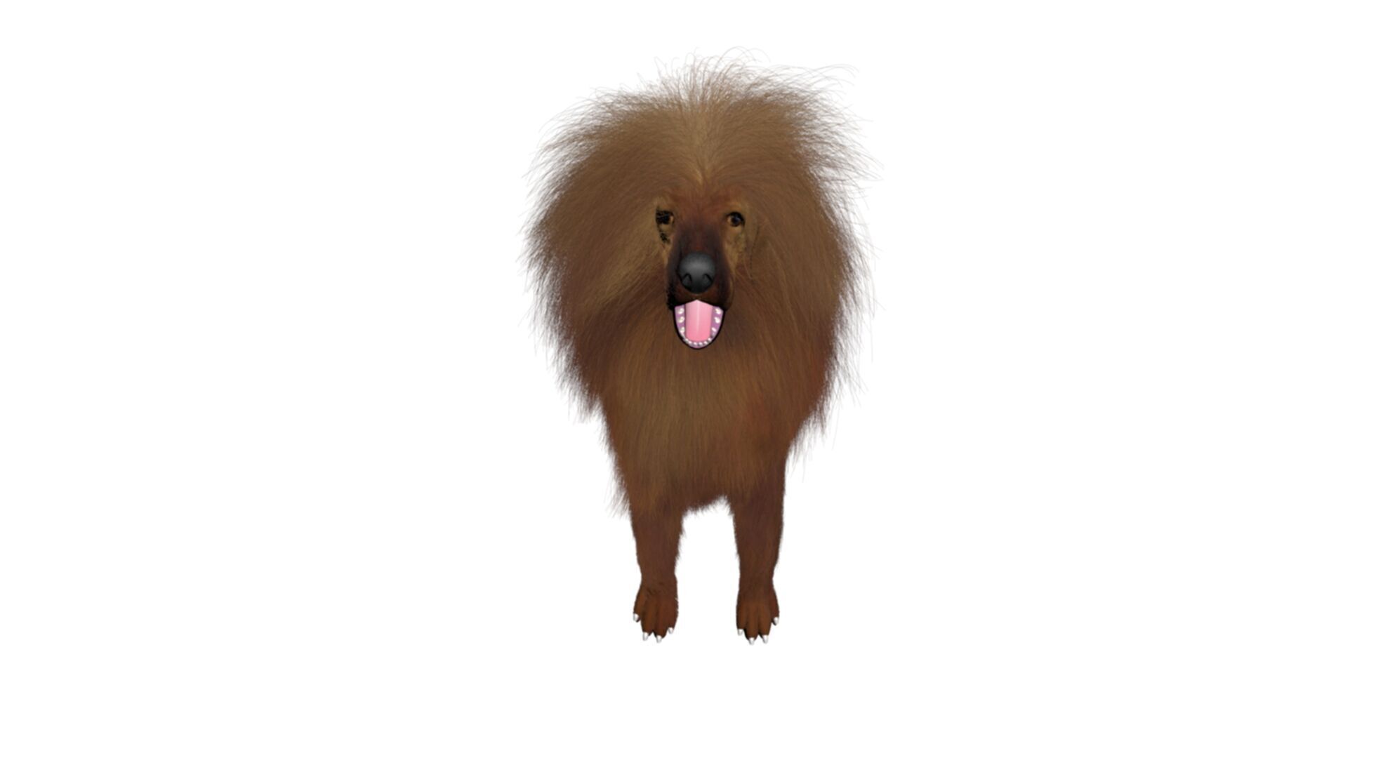 Mastiff tibetdogge  dog 3D model_3
