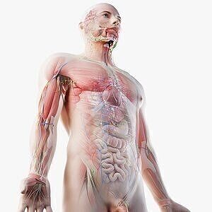 Animated Full Human Body Anatomy 3D model