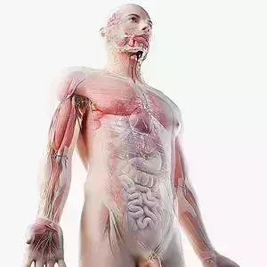 Animated Full Human Body Anatomy 3D model