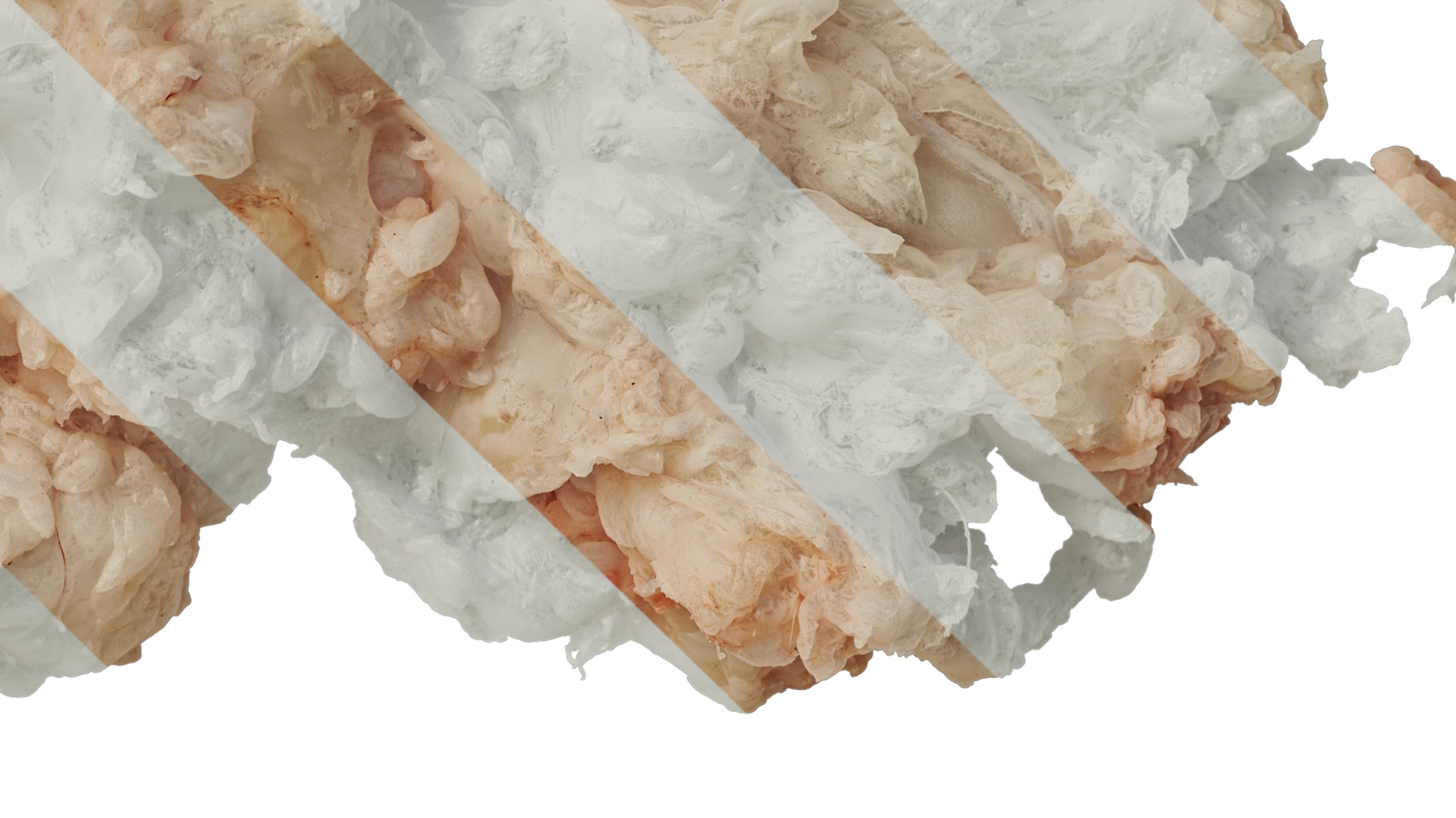 Anydrafts Lymph meat 01 Texture_4