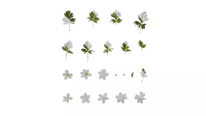 Anydrafts Anemone silvestris Atlas 01