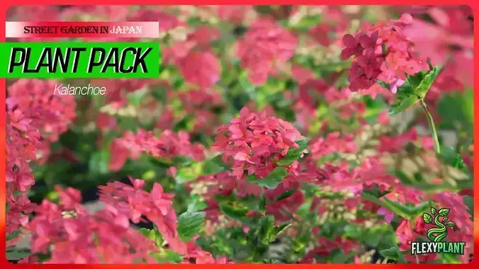 Street Garden in JAPAN - 4 Kalanchoe Flower Grass Plant