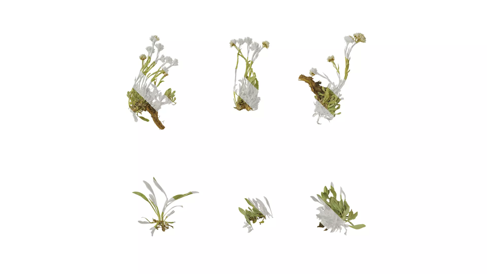 Anydrafts Antennaria dioica Atlas 01 Texture_0