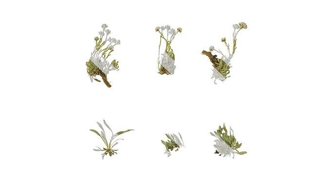 Anydrafts Antennaria dioica Atlas 01 Texture