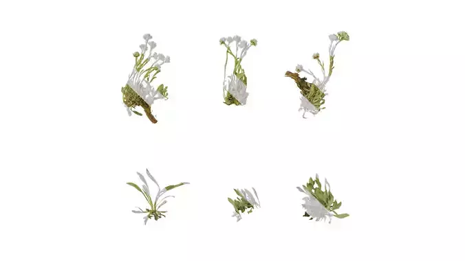 Anydrafts Antennaria dioica Atlas 01