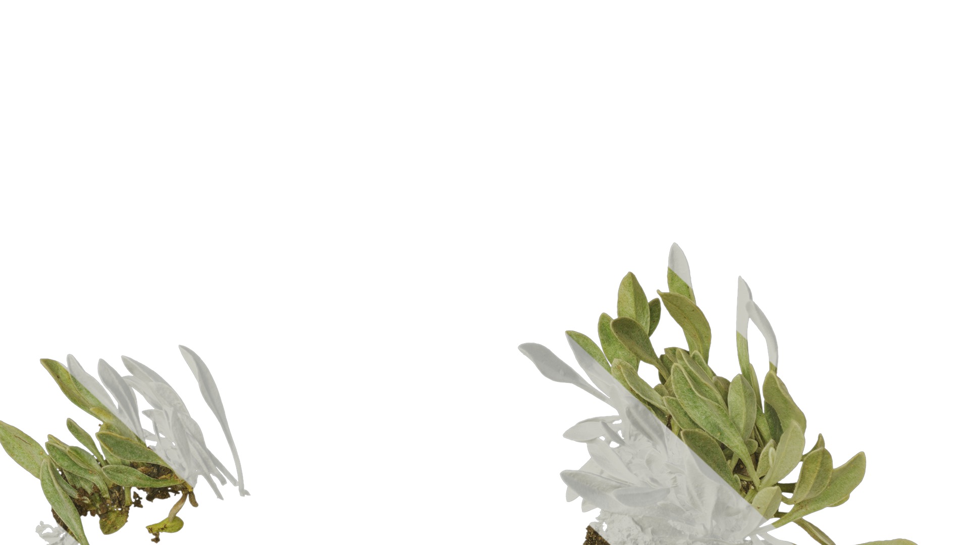 Anydrafts Antennaria dioica Atlas 01 Texture_6