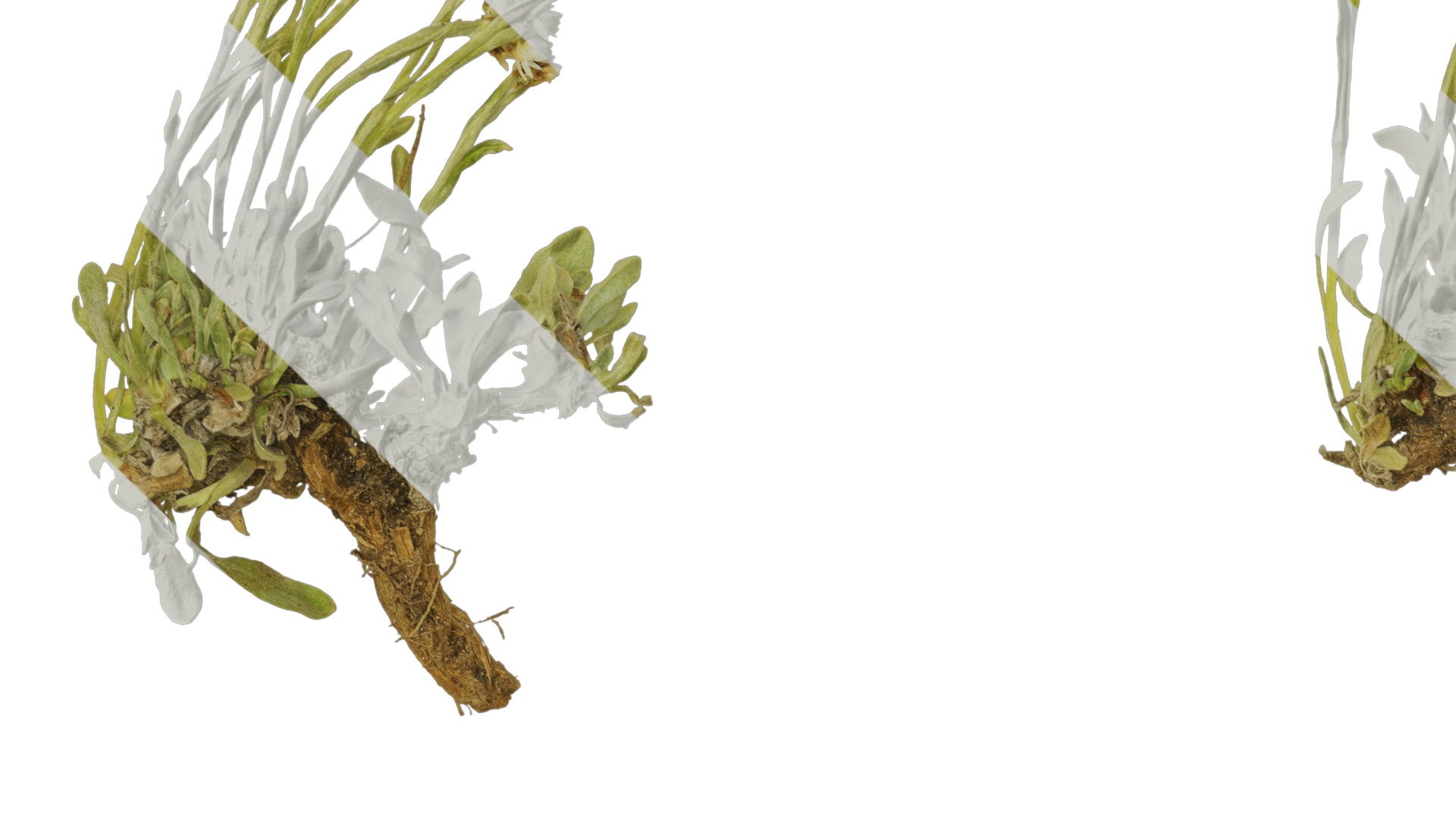 Anydrafts Antennaria dioica Atlas 01 Texture_3