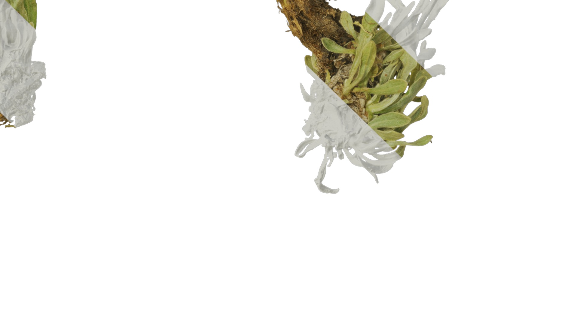 Anydrafts Antennaria dioica Atlas 01 Texture_4