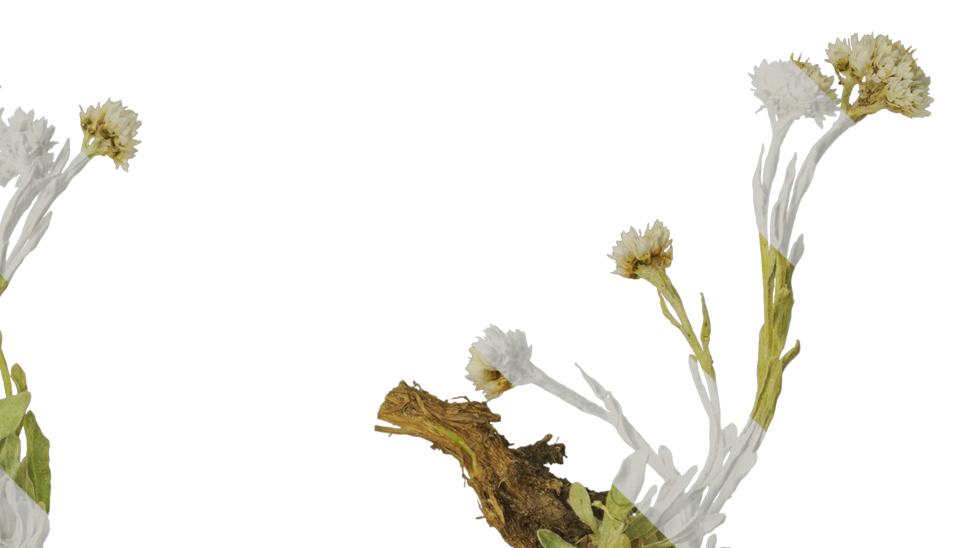 Anydrafts Antennaria dioica Atlas 01 Texture_2