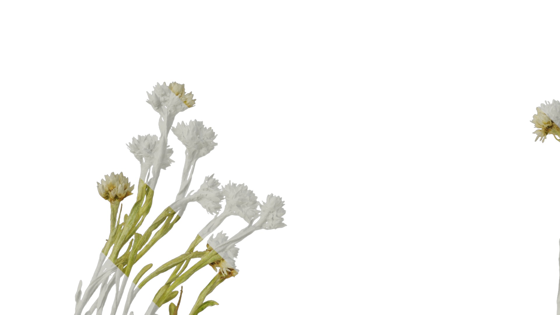 Anydrafts Antennaria dioica Atlas 01 Texture_1