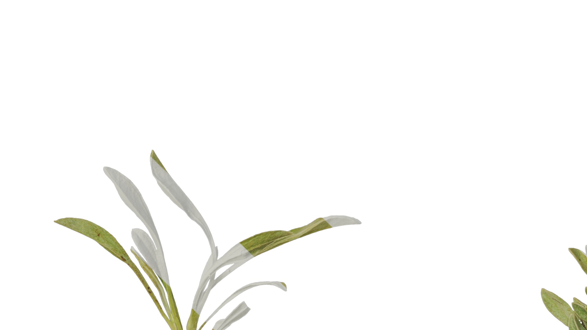 Anydrafts Antennaria dioica Atlas 01 Texture_5