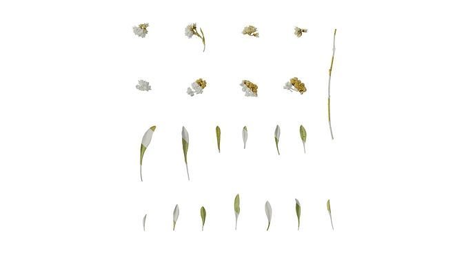 Anydrafts Antennaria dioica Atlas 02 Texture