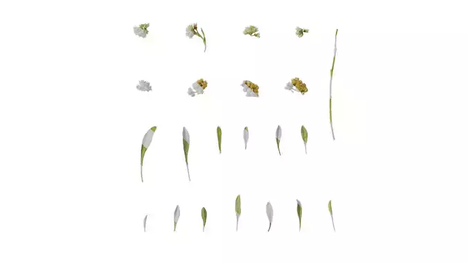 Anydrafts Antennaria dioica Atlas 02