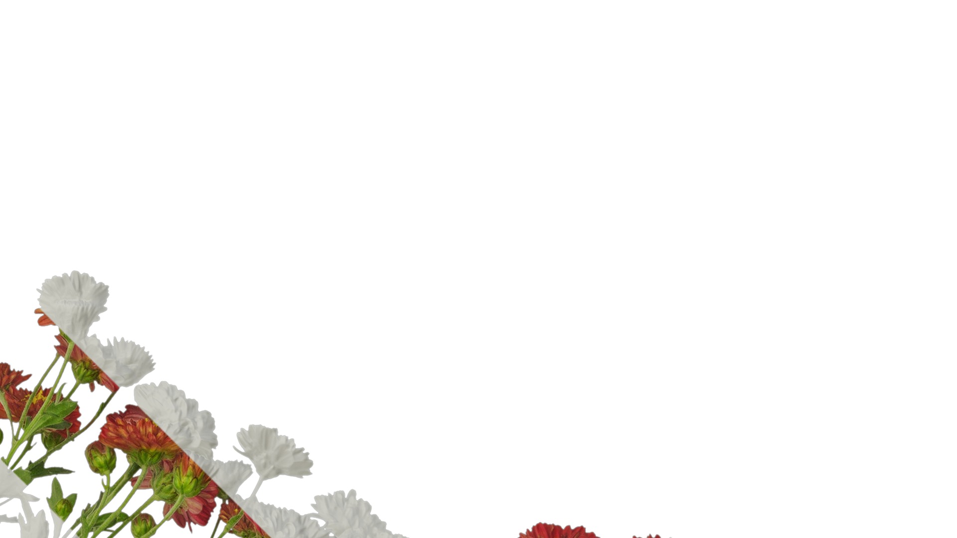 Anydrafts Bellis perennis Atlas 23 Texture_2