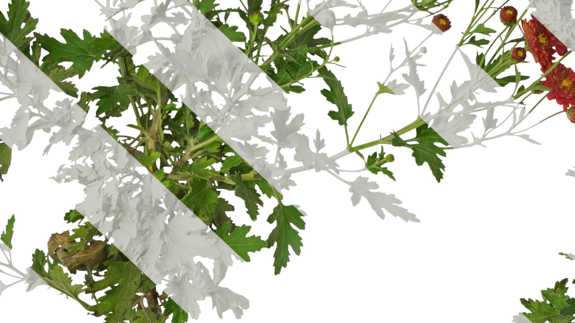 Anydrafts Bellis perennis Atlas 23 Texture_7