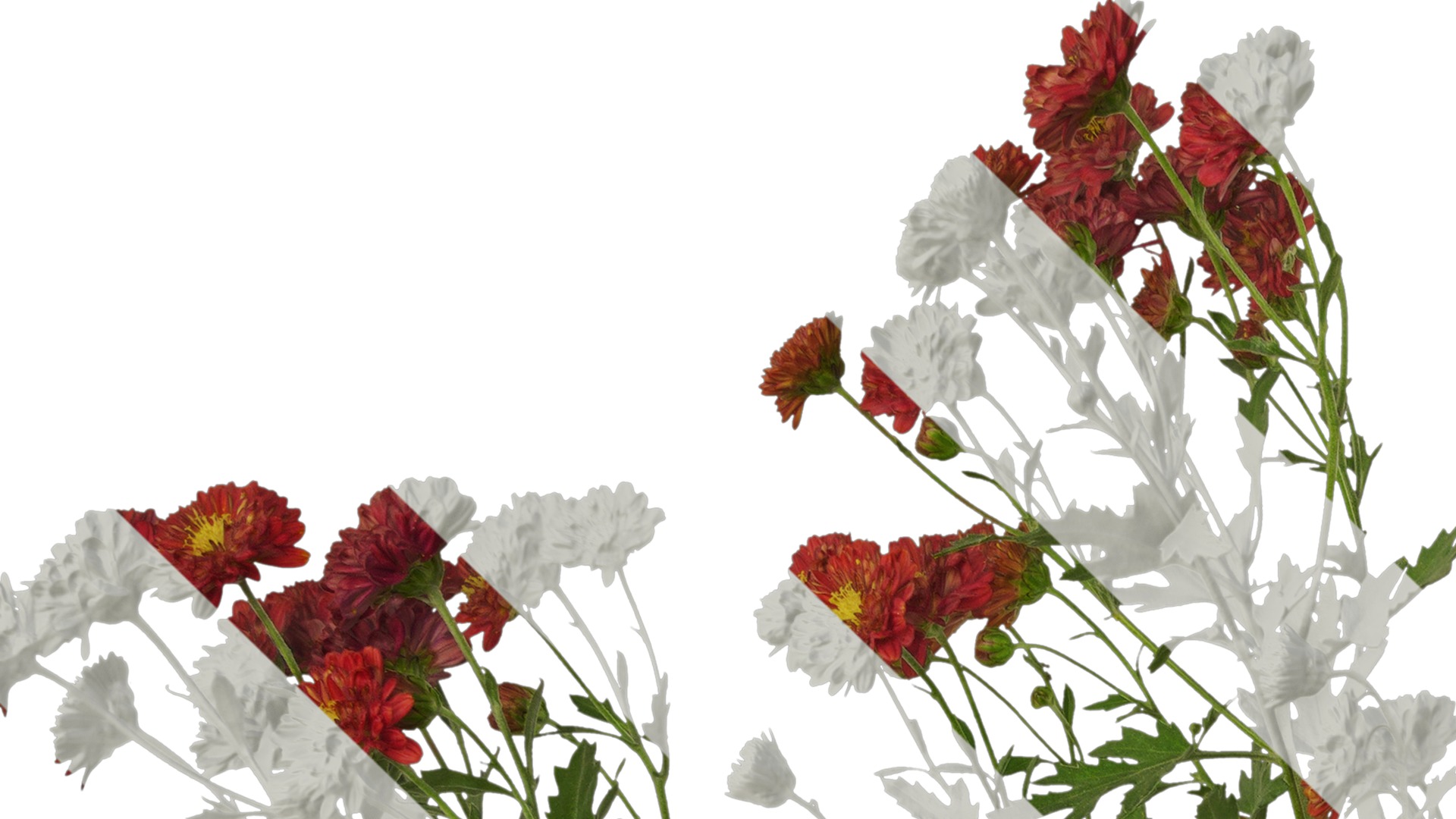 Anydrafts Bellis perennis Atlas 23 Texture_1