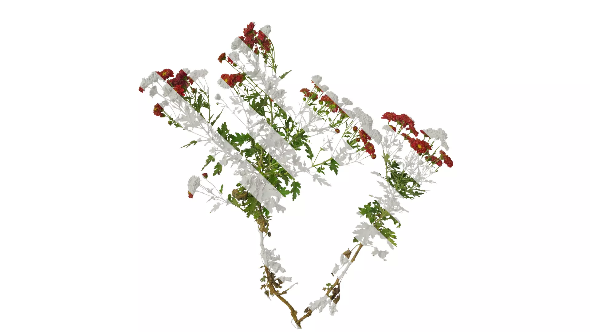 Anydrafts Bellis perennis Atlas 23 Texture_0