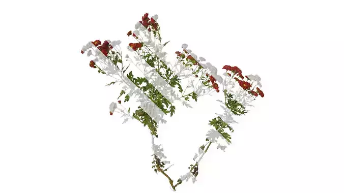 Anydrafts Bellis perennis Atlas 23 Texture