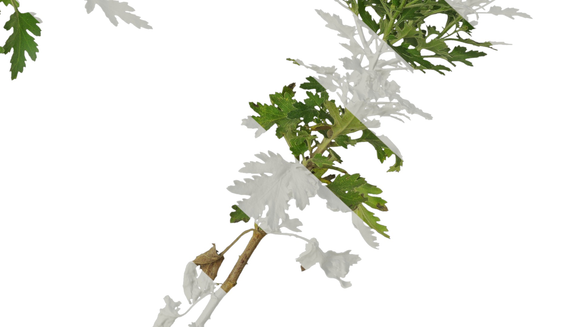 Anydrafts Bellis perennis Atlas 23 Texture_6