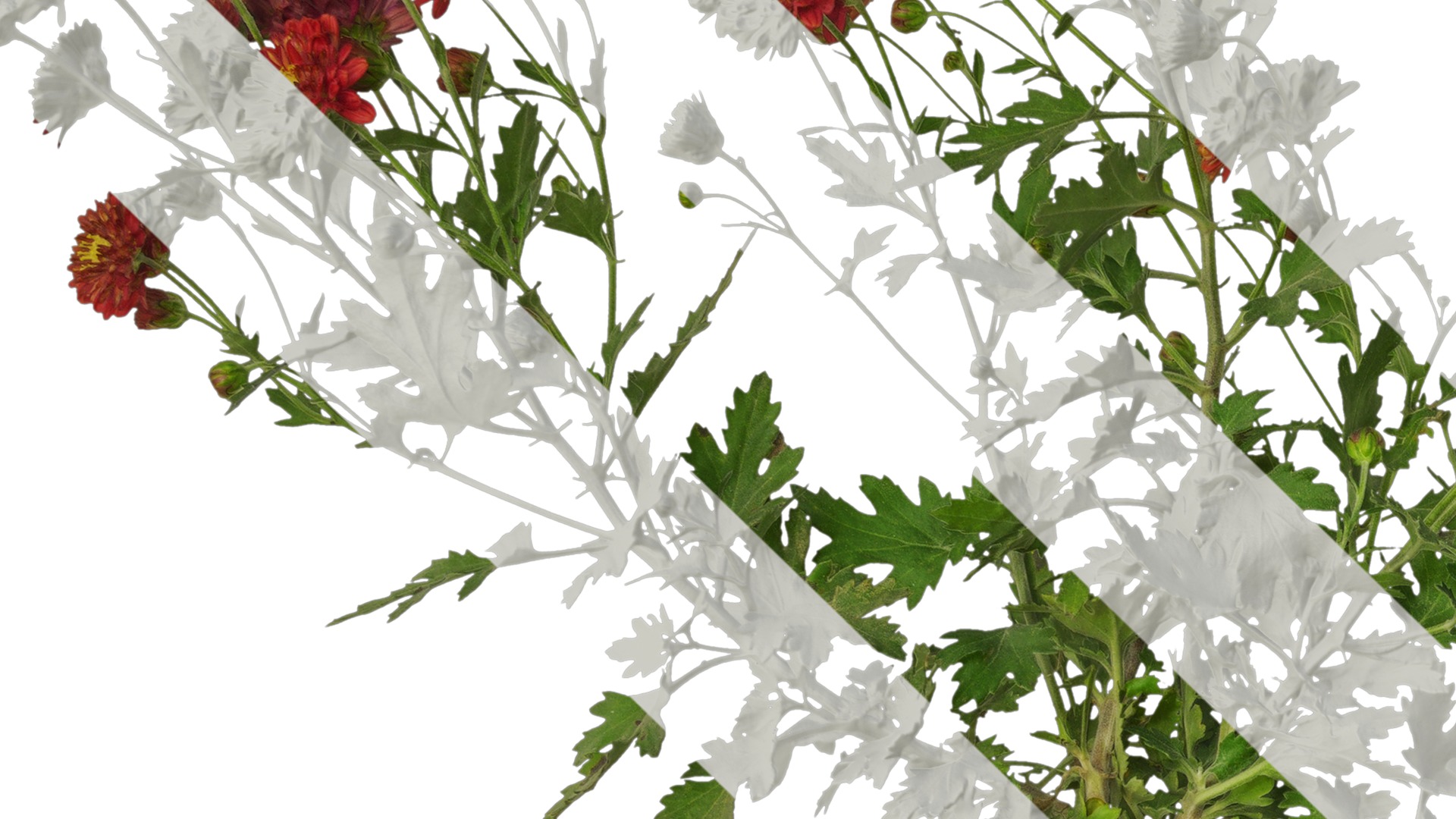 Anydrafts Bellis perennis Atlas 23 Texture_3